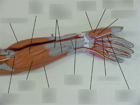 Ventral Forearm And Hand Muscles Model Diagram Quizlet