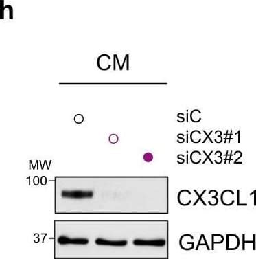 Mouse Cx Cl Fractalkine Chemokine Domain Antibody Af By R D