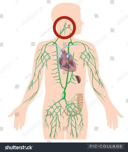 A P 2 Bio 208 Ch 22 Lab Flashcards Quizlet