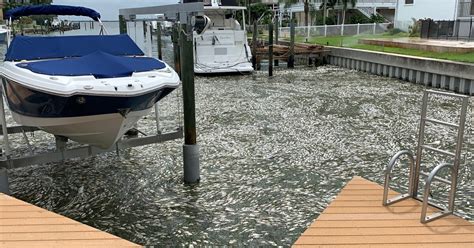 St. Pete residents encouraged to help with red tide cleanup