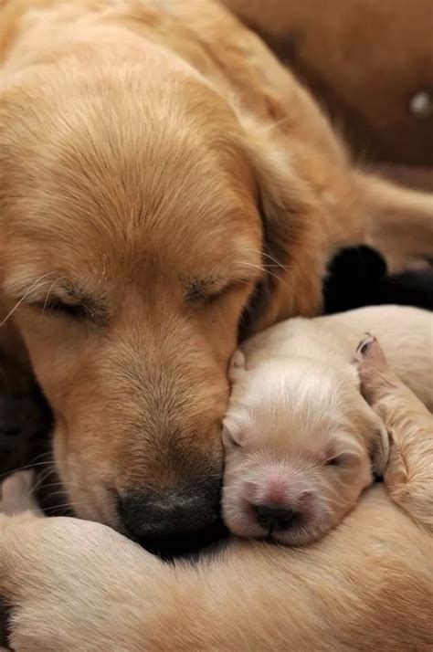 1006 best images about Puppy Love