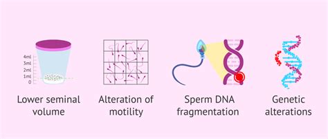 Effect Of Age On Semen Quality