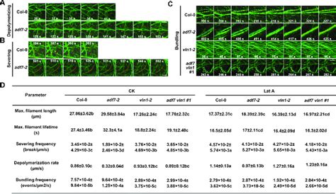 The F Actin Dynamics Regulated By Adf7 Inhibited Vln1 On Single