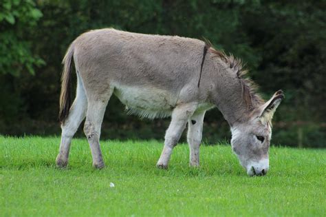 Más De 1 000 Fotos De Burro Y Naturaleza Gratis Pixabay