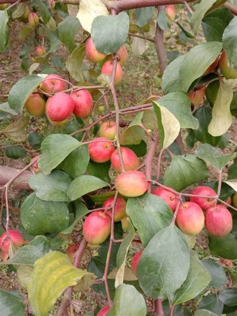 Red Full Sun Exposure Apple Ber Plant Packaging Type Plastic Crates