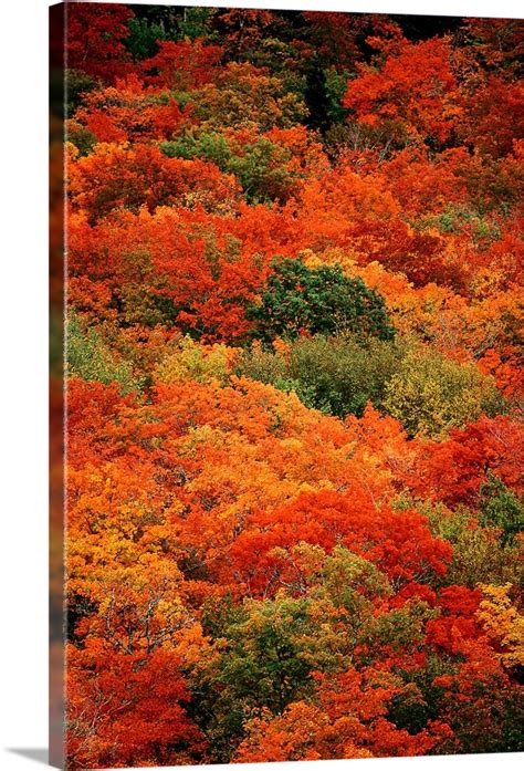 Autumn foliage, Cape Breton Highlands National Park, Nova Scotia ...