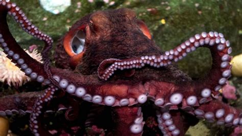 Descubriendo Al Pulpo M S Grande Del Mundo Ser Ecol Gico