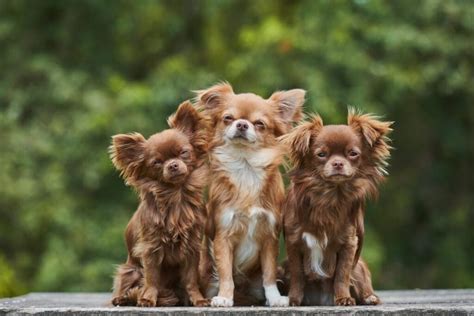 Si Tu Perro Pesa Menos De 10 Kilos Aquí Tienes Los Cuidados Y