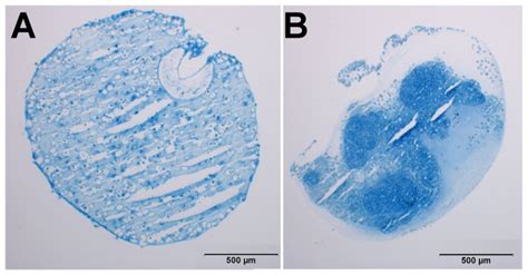 Alcian Blue Stain Of 8 µm Cryosections Of An Alginate Bead Culture A