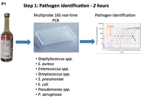 Flow Chart Of The Pathogen Identification And Antibiotic Susceptibility