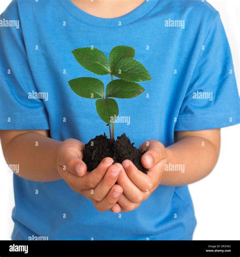 Seedling Plant Soil Section Hi Res Stock Photography And Images Alamy