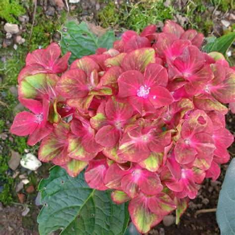 Hydrangea Macrophylla Glam Rock Hydrangea Glam Rock Uploaded By