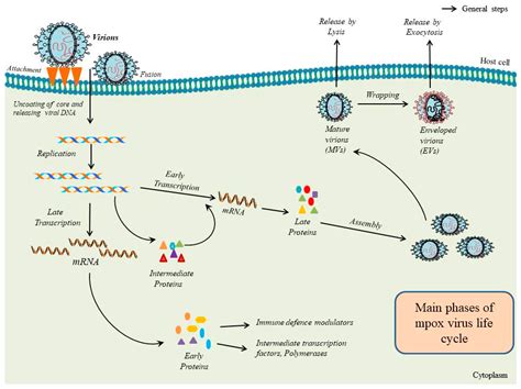 Viruses Free Full Text Viral Loads In Skin Samples Of Patients With