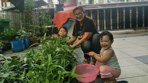 Panen Kangkung Potong Langsung Dimasak Kebun Rumah Youtube