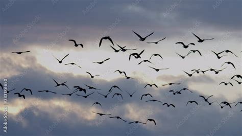 Geese flying at sunset from drone Stock Video | Adobe Stock