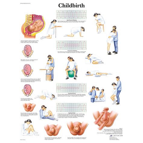 Human Birthing Process