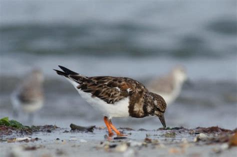 Turnstone Bird Southern Africa