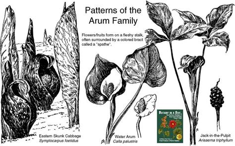 araceae arum family identify plants  flowers