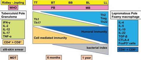 Full Article Pathogenicity And Virulence Of Mycobacterium Leprae