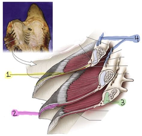 Shark Anatomy Terms - Gills (BIO 315) Flashcards | Quizlet