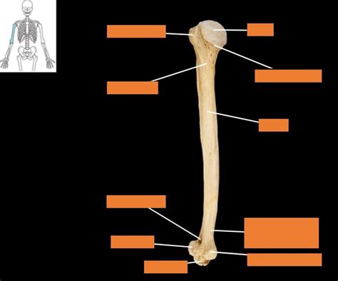 Humerus Medial View Right Side Diagram Quizlet