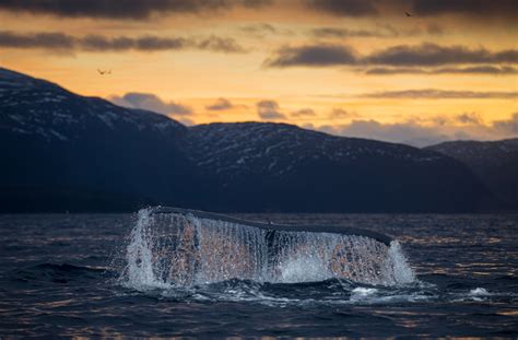 Amazing wildlife experiences in Norway: Photo hides and boat trips