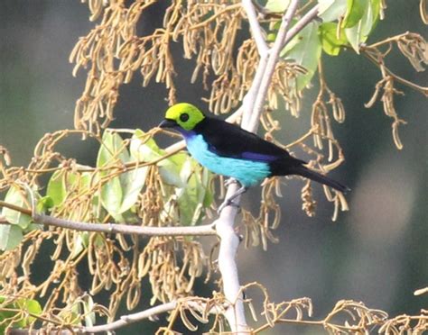 Paradise Tanager (Tangara chilensis) | Miles To The Wild