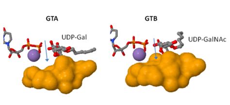 Human Aboh Blood Group Glycosyltransferases Proteopedia Life In 3d