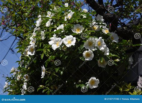 Cherokee Rose Rosa Laevigata Blossoms Stock Photo Image Of Flower