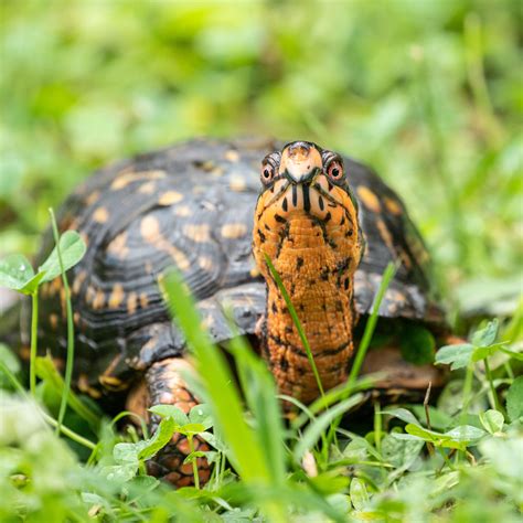 Box Turtle Care Sheet Antonetta Quintana