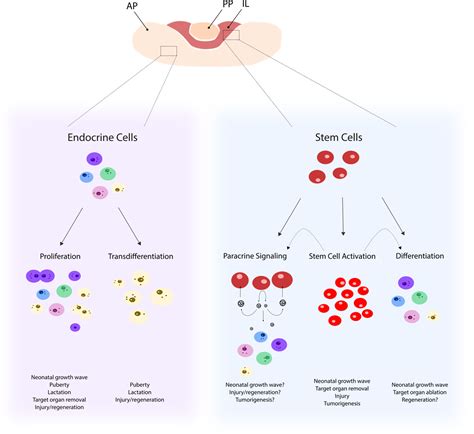 Anterior Pituitary Cells