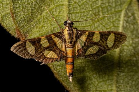 Premium Photo Male Adult Orangespotted Flower Moth