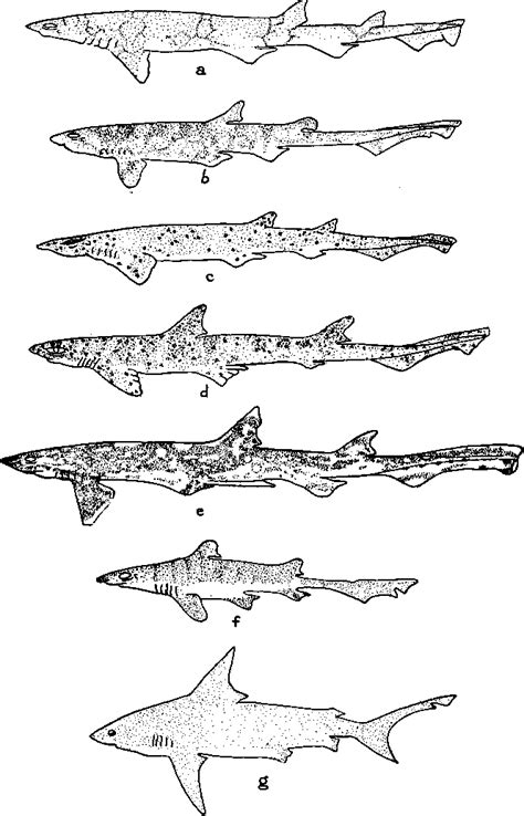 Figure 1 From Some Transitional Elasmobranchs Connecting The Catuloidea