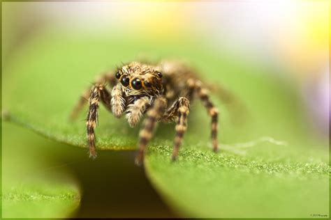 Zebra Spider by JohnBoy88 on DeviantArt