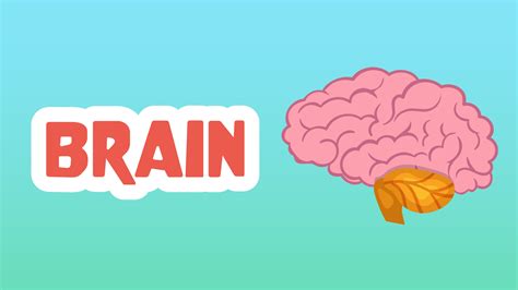 Brain Facts for Kids - 5 Brilliant Facts about The Brain - LearningMole