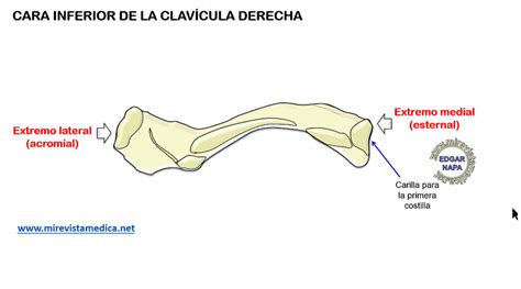 Descripción de diversos temas de anatomía humana imagenología y