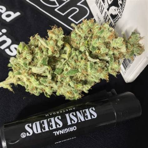 Sensi Seeds Cobalt Haze Grow Journal By JUNGLE B4RNS GrowDiaries