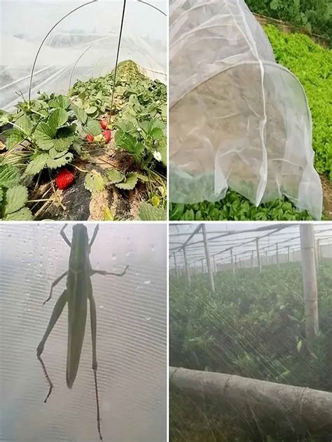 Garden Insect Netting Australia Fasci Garden