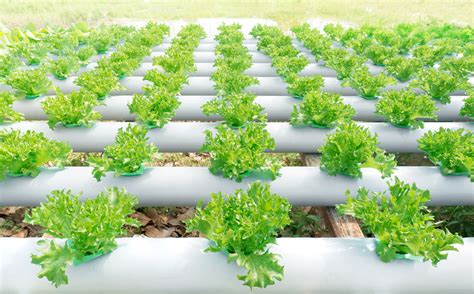 Hydroponic Plant Spacing Guide Proponics