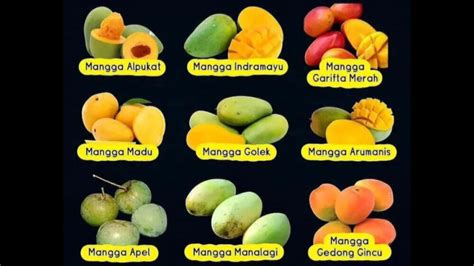 Mengenal 9 Jenis Mangga Yang Ada Di Indonesia