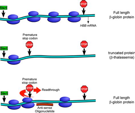 Induction Of Translational Readthrough Across The Thalassemia Causing