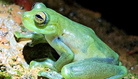 glass frog  funky  mating croaks   quiet futurity