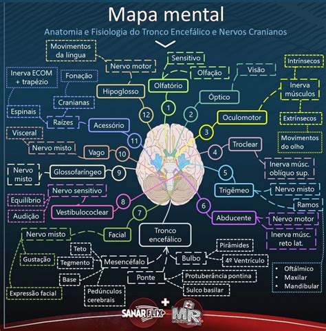 Mapa Mental Neurofisiologia Mema