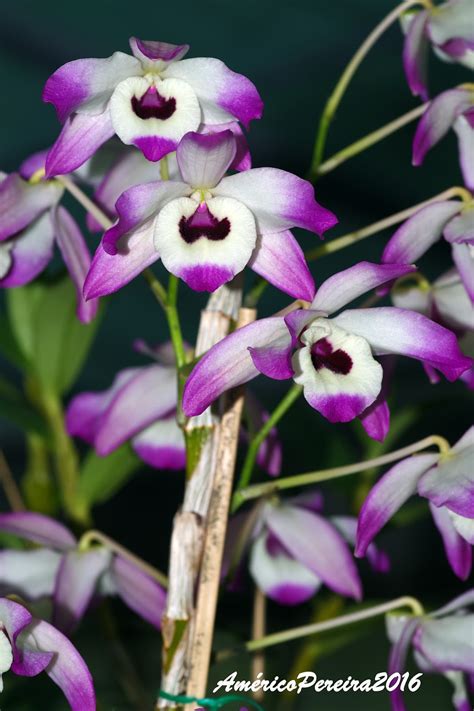 Orquídeas Soltas Dendrobium Nobile