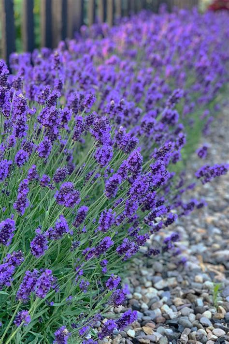 Buy Sweet Romance Lavender Plants Free Shipping Wilson Bros Gardens 1 Gallon Pot