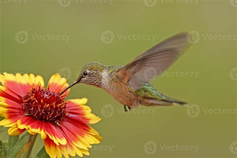 Hembra De Colibrí De Cola Ancha Selasphorus Platycercus 721934 Foto