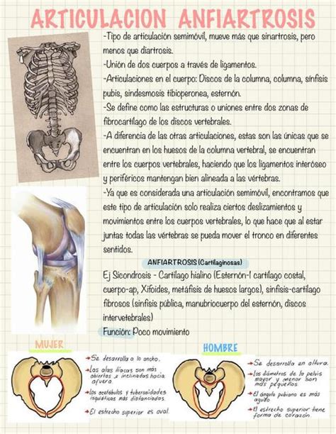 Anatomía Jackelyne Reyes uDocz