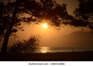 Orange Sunset Pine Tree Silhouette Stock Photo 1483531886 | Shutterstock