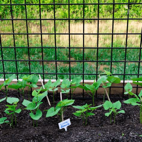 How To Grow Lima Beans Garden For Beginners