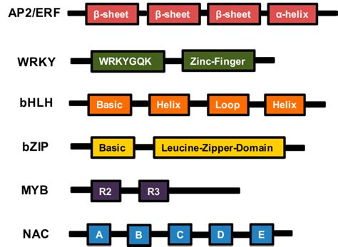 Conserved Structures And Domains Of Transcription Factors In This Study